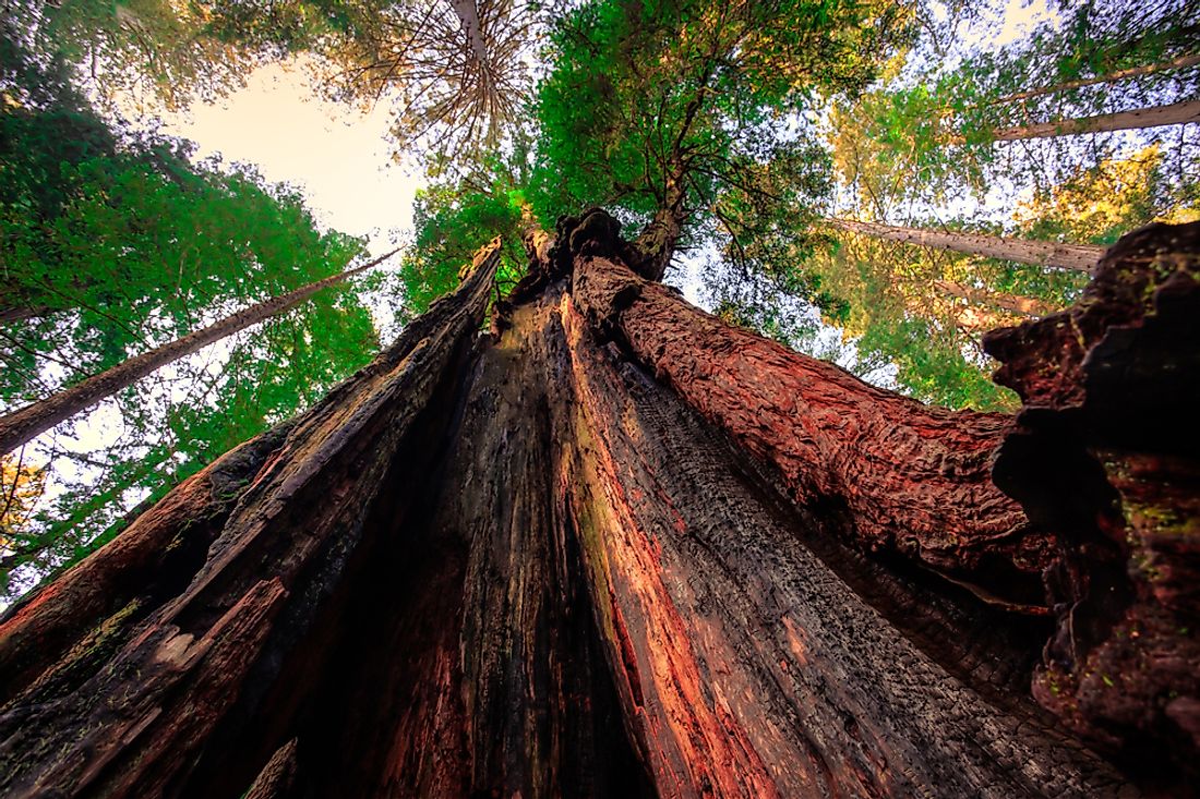 The Tallest Tree in the World (And Other Totally Awesome Trees)